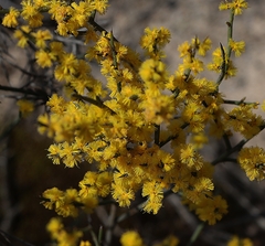 Acacia spinescens