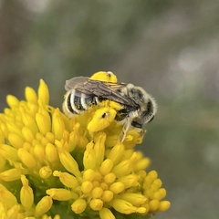 Andrena isocomae