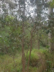 Lophostemon suaveolens