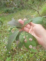 Lophostemon suaveolens