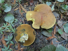 Xerocomellus rainisiae