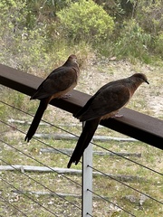 Macropygia phasianella