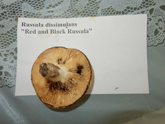 Russula dissimulans