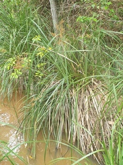 Cyperus exaltatus