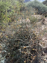 Hoffmannseggia microphylla