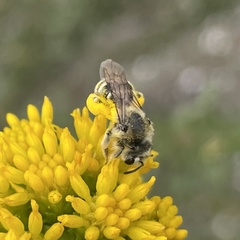 Andrena isocomae