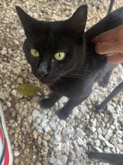 Felis catus