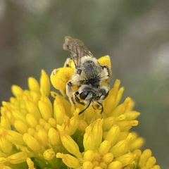 Andrena isocomae