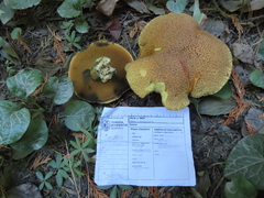 Xerocomellus rainisiae