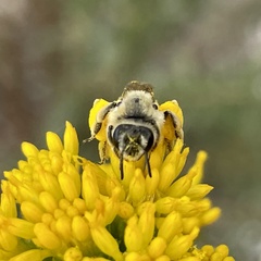 Andrena isocomae