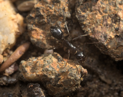 Camponotus dumetorum