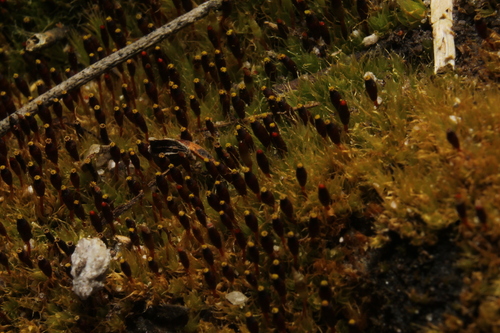 Image of Tayloria octoblepharum by (c) Em Lamond, some rights reserved (CC BY)