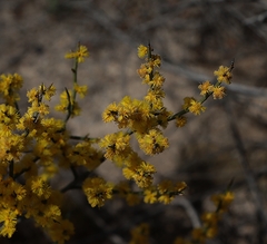 Acacia spinescens