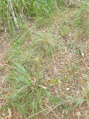 Cymbopogon refractus