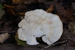 Trametes aesculi