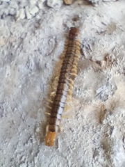 Scolopendridae