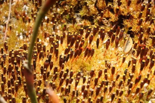 Image of Tayloria octoblepharum by (c) Em Lamond, some rights reserved (CC BY)