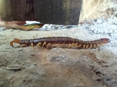 Scolopendridae