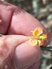 Hoffmannseggia microphylla