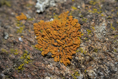 Teloschistales