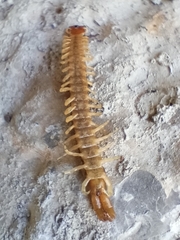 Scolopendridae