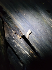 Megapallifera mutabilis