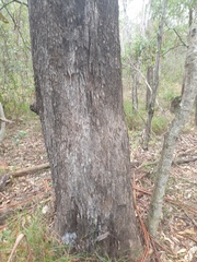 Eucalyptus moluccana