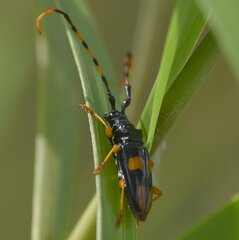 Dendrobias mandibularis