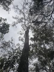 Eucalyptus moluccana