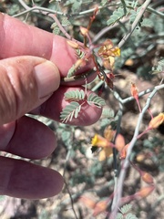 Hoffmannseggia microphylla