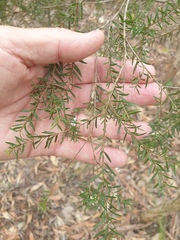 Melaleuca decora