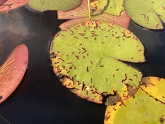 Polypedilum braseniae