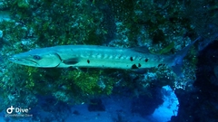Sphyraena barracuda