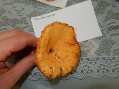 Lactarius croceus