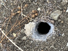 Calisoga longitarsis