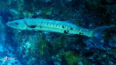 Sphyraena barracuda