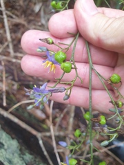 Dianella longifolia