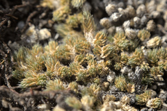 Selaginella eremophila