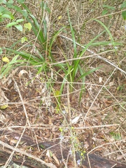 Dianella longifolia