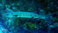 Sphyraena barracuda