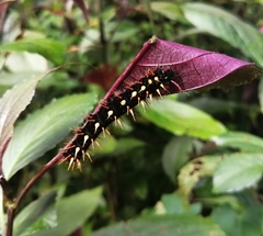 Siproeta epaphus epaphus
