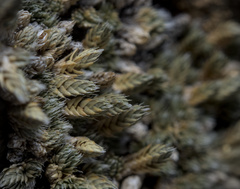 Selaginella eremophila