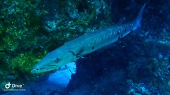 Sphyraena barracuda