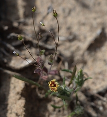 Podotheca angustifolia