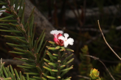 Leucopogon gnaphalioides