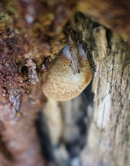 Crepidotus calolepis