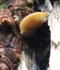 Crepidotus calolepis