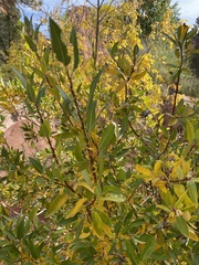 Salix laevigata
