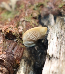 Crepidotus calolepis