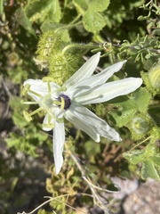 Passiflora palmeri